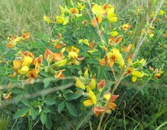Crotalaria natalitia
