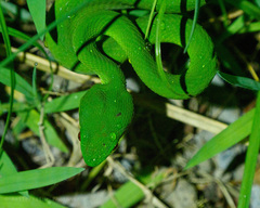 Trimeresurus insularis