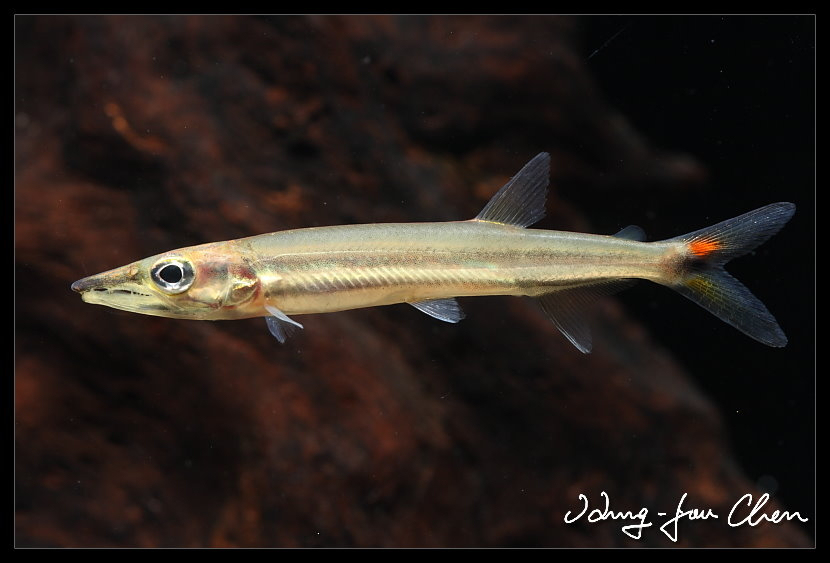 Acestrorhynchus isalineae