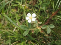 Potentilla montana