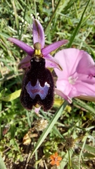 Ophrys bertolonii