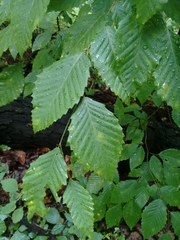 Fagus grandifolia