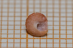 Jujubinus exasperatus