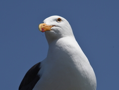 Larus occidentalis
