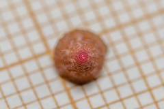 Jujubinus exasperatus