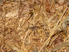 Lycosa erythrognatha