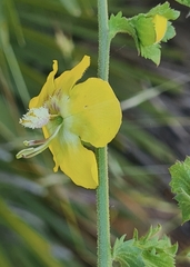 Verbascum masguindalii