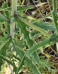 Verbascum masguindalii