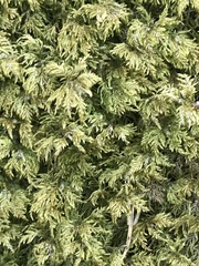 Hylocomium splendens