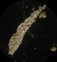 Reophax subfusiformis