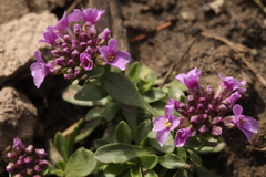 Noccaea bellidifolia
