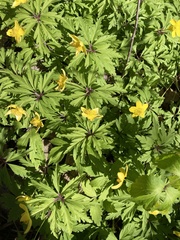 Anemonoides ranunculoides