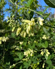 Baptisia megacarpa