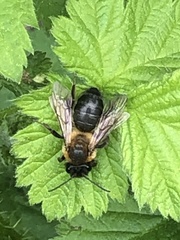 Andrena nigroaenea