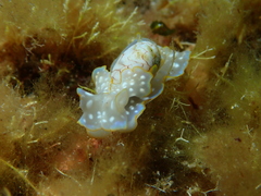 Micromelo undatus