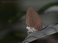 Arhopala pseudomuta