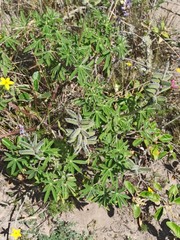 Lupinus pubescens