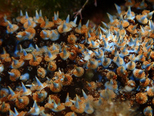 Photo of Blue spiny starfish (Coscinasterias tenuispina)
