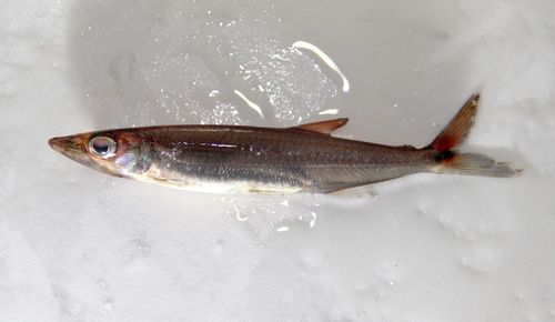 Acestrorhynchus minimus