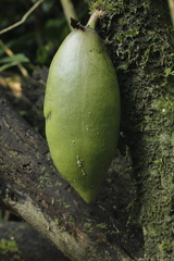 Amphitecna macrophylla