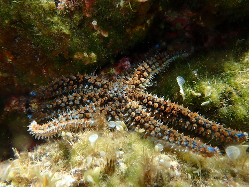 Photo of Blue spiny starfish (Coscinasterias tenuispina)
