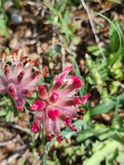 Anthyllis vulneraria rubriflora