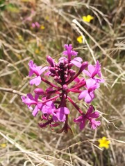 Epidendrum jamiesonis