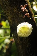 Amphitecna macrophylla