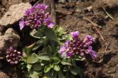 Noccaea bellidifolia