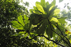 Amphitecna macrophylla