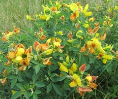 Crotalaria natalitia