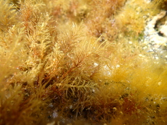 Cystoseira humilis