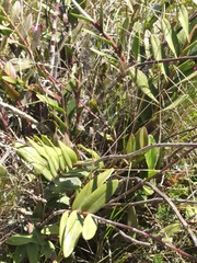 Epidendrum jamiesonis