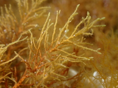 Cystoseira humilis