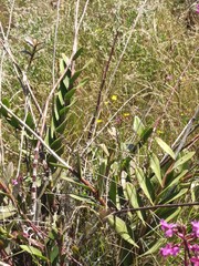 Epidendrum jamiesonis