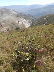Epidendrum jamiesonis