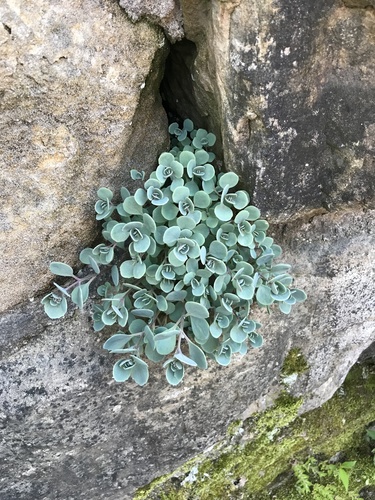 Sedum cauticola 'Lidakense'