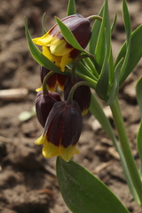 Fritillaria michailovskyi