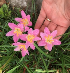 Zephyranthes fosteri