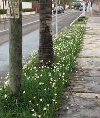 Zephyranthes fosteri