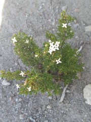 Arcytophyllum thymifolium