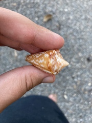 Conus recurvus