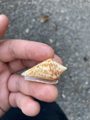 Conus recurvus