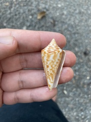 Conus recurvus