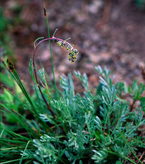 Artemisia scopulorum