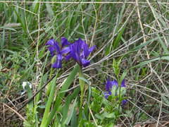 Iris furcata