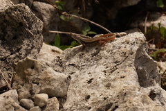 Leiocephalus barahonensis