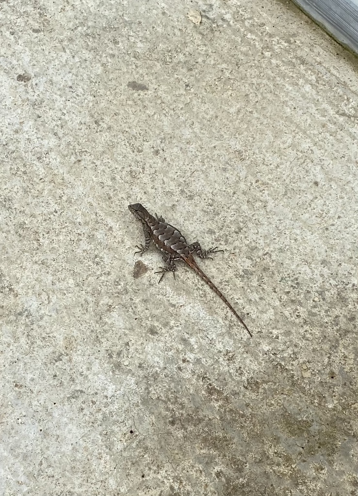 Prairie Lizard from Tuskahoma, OK, US on June 6, 2021 at 1121 AM by