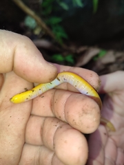 Schistometopum thomense