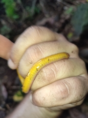 Schistometopum thomense